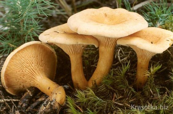 Как вырастить грибы на сухом мицелии?
