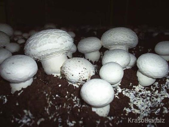 Как вырастить грибы на сухом мицелии?